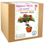 Zestaw do uprawy Płomień Afryki – prezent dla mamy z napisem „Najlepsza Mama na świecie”