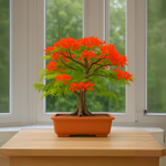 Płomień Afryki bonsai w doniczce na parapecie — miniaturowe drzewko o intensywnie czerwonych kwiatach i delikatnych liściach, idealne do domowej uprawy