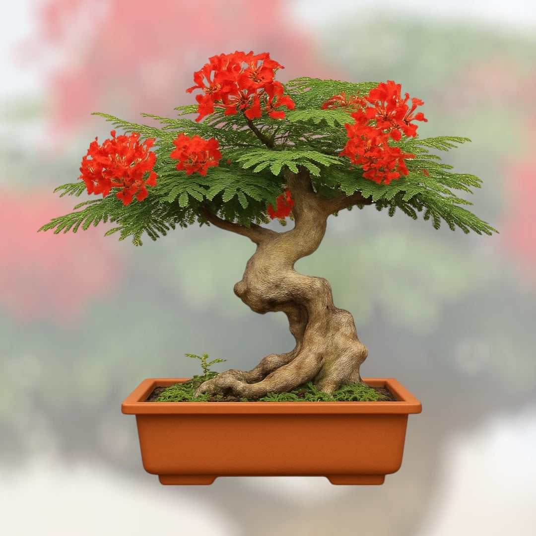 Płomień Afryki bonsai w doniczce — miniaturowe drzewko o skręconym pniu i czerwonych kwiatach, symbol egzotyki i elegancji w domowej uprawie