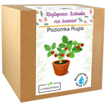 Pudełko z zestawem do uprawy poziomki Rugia – idealny prezent dla najlepszej kobiety.