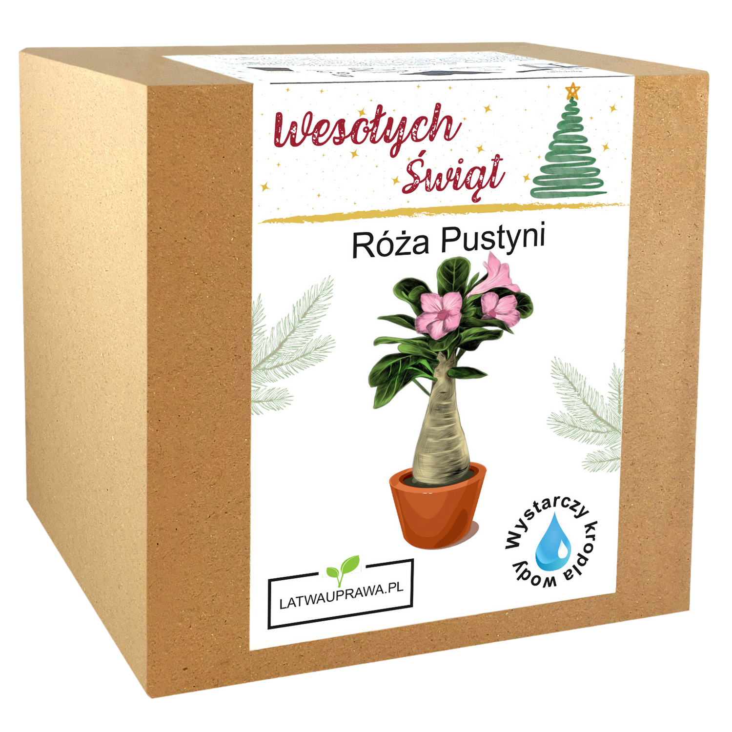 Róża Pustyni - Święta