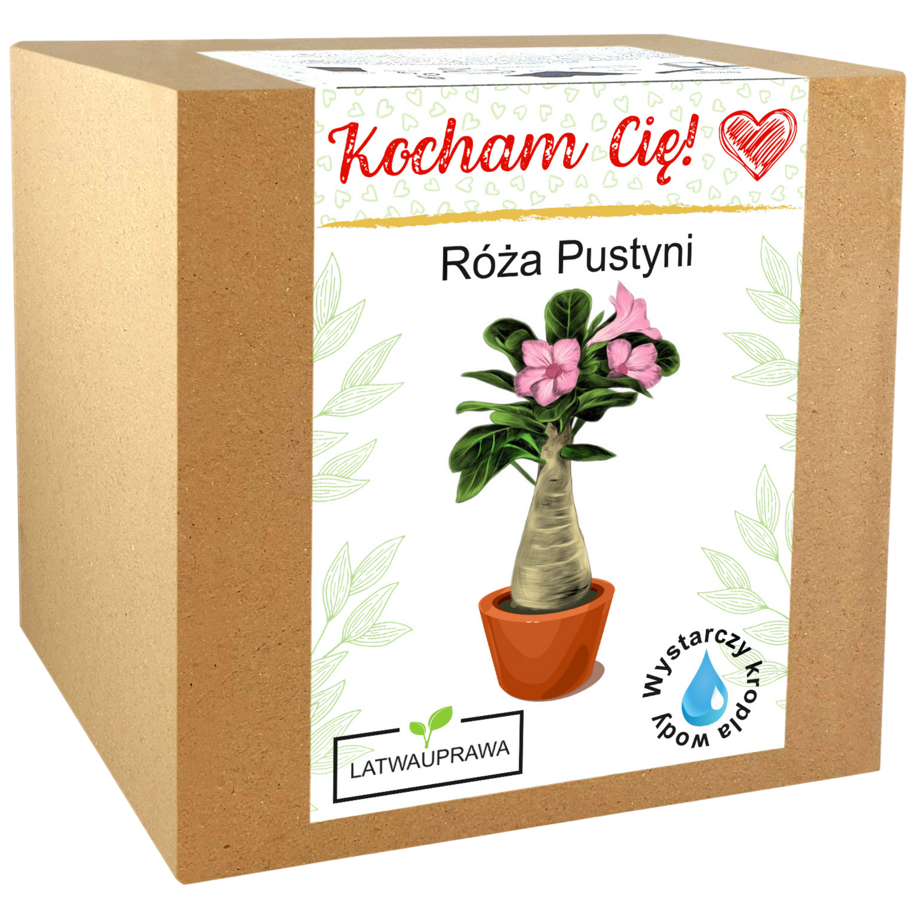 Zestaw do uprawy Róży Pustyni – wyjątkowy prezent z napisem „Kocham Cię”.