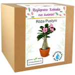 Zestaw do uprawy Róży Pustyni – idealny prezent dla kobiety z napisem „Najlepsza Kobieta na świecie”.