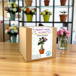 Pudełko z zestawem do sadzenia Róży Pustyni – idealny prezent dla najlepszej kobiety.