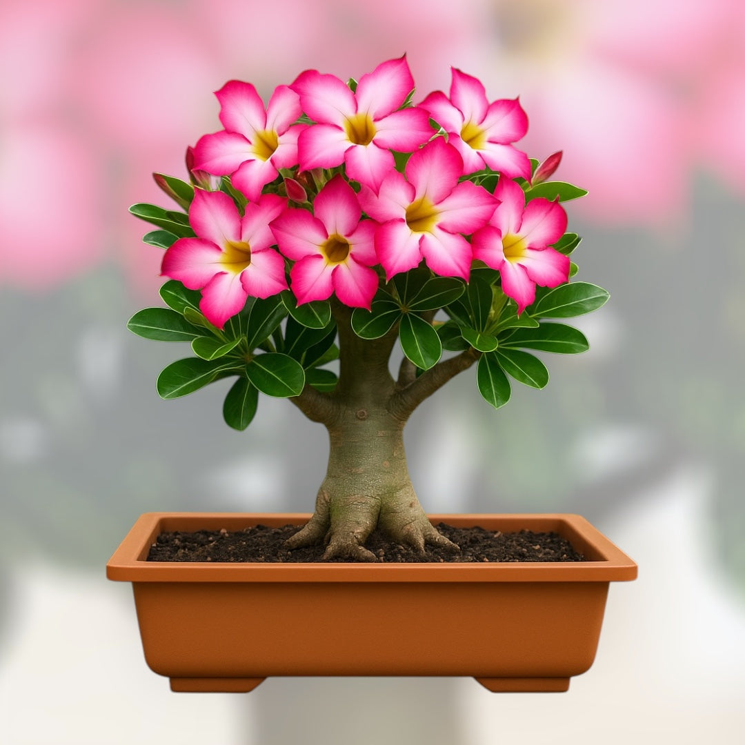 Róża Pustyni bonsai w doniczce — miniaturowe drzewko o grubym pniu i intensywnie różowych kwiatach z żółtym środkiem, idealne do domowej uprawy