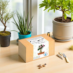 Zestaw Bonsai Róża Pustyni ustawiony na stole wśród doniczek z roślinami — komplet do samodzielnej uprawy egzotycznego drzewka o różowych kwiatach