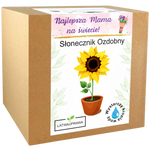 Pudełko z zestawem do uprawy Słonecznika Ozdobnego – pogodny prezent dla najlepszej mamy.