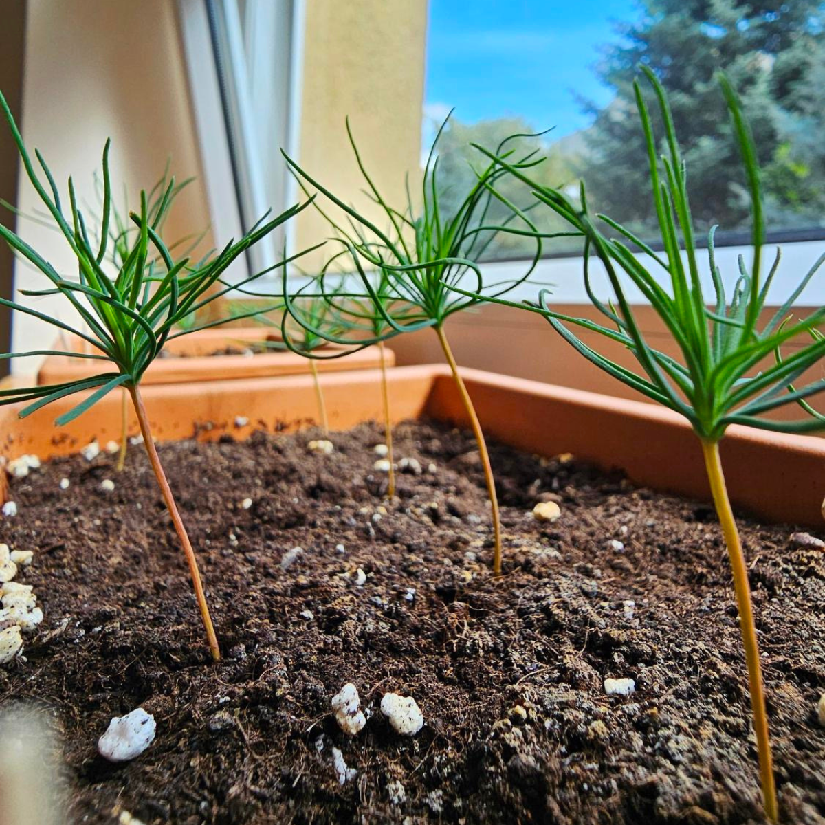 Kiełkujące siewki bonsai sosny w doniczce na parapecie — młode iglaki wyrastające z ziemi w naturalnym świetle