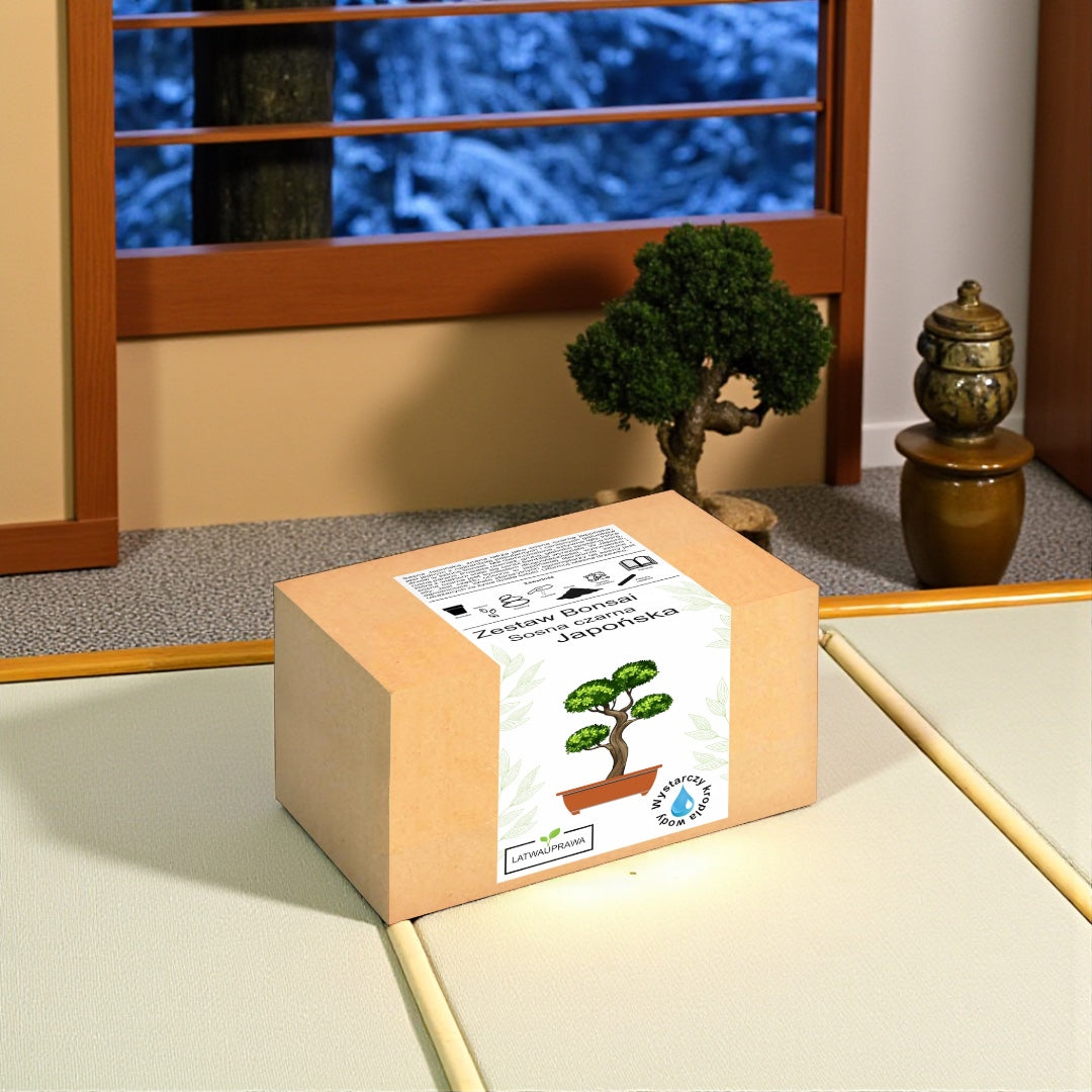 Zestaw Bonsai Sosna Japońska – pudełko do samodzielnej uprawy miniaturowego drzewka bonsai w stylu japońskim, ustawione w tradycyjnym wnętrzu
