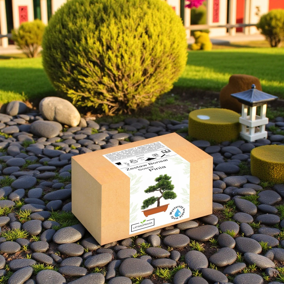 Zestaw Bonsai Sosna Pinia – pudełko do samodzielnej uprawy miniaturowej sosny, ustawione w japońskim ogrodzie z kamieniami i roślinami ozdobnymi