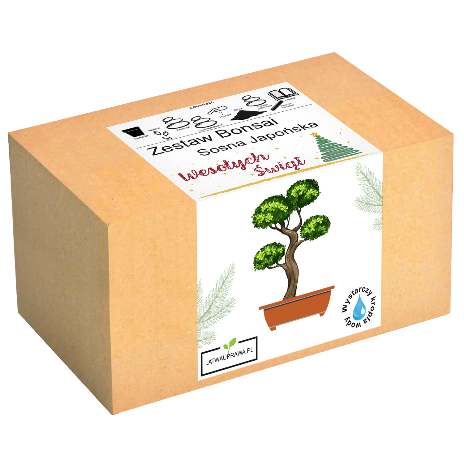 Sosna Japońska Bonsai - Święta