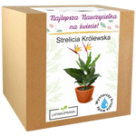 Zestaw do uprawy strelicji królewskiej – wyjątkowy prezent dla najlepszej nauczycielki.