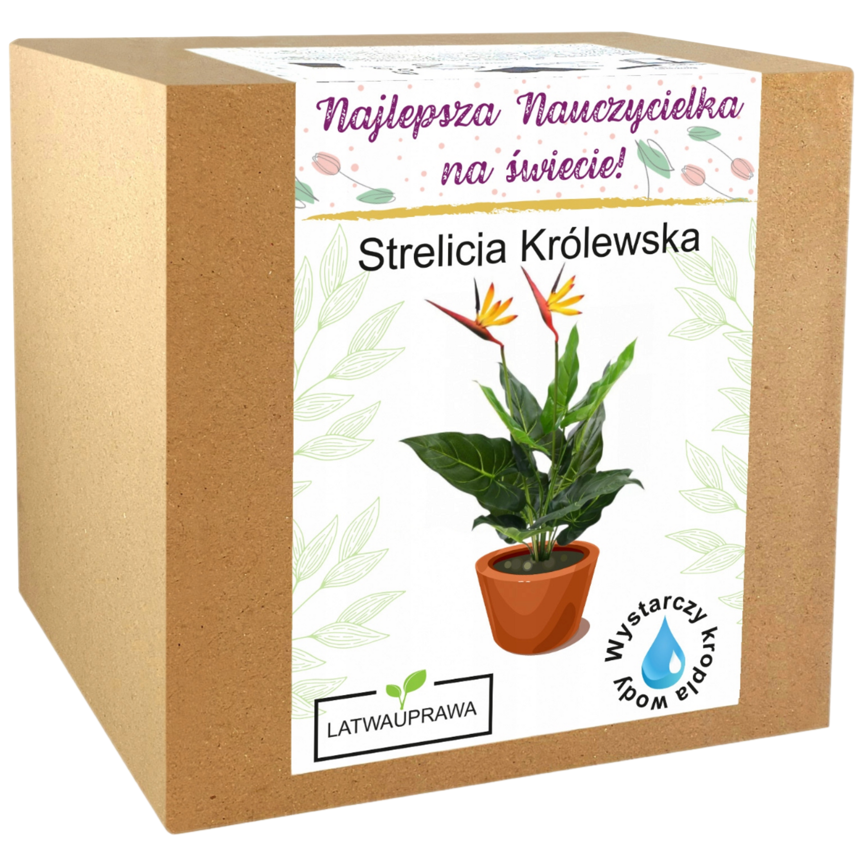 Zestaw do uprawy strelicji królewskiej – wyjątkowy prezent dla najlepszej nauczycielki.