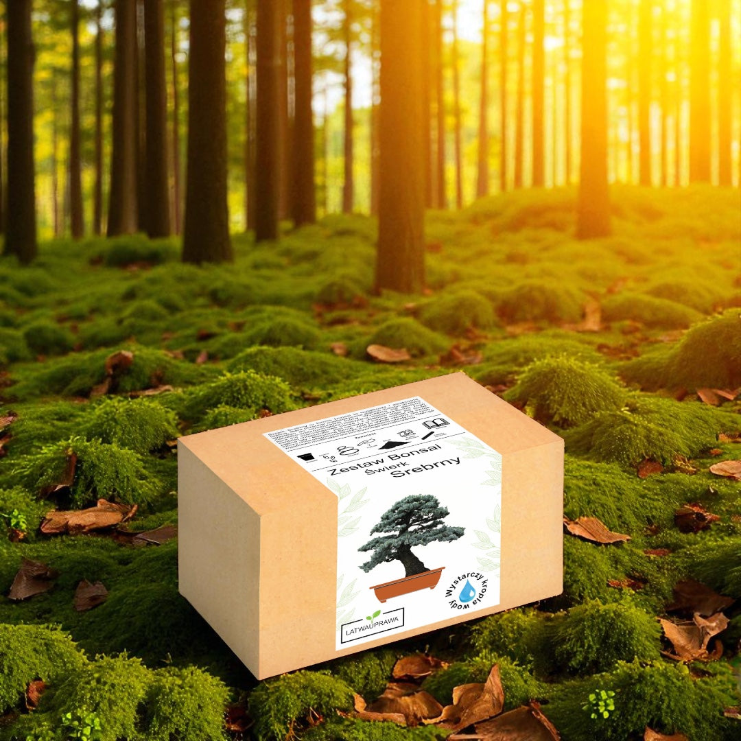 Zestaw Bonsai Świerk Srebrny – pudełko do samodzielnej uprawy drzewka bonsai ustawione w lesie na mchu o zachodzie słońca