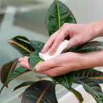 Czyszczenie liści rośliny miękką szmatką – pielęgnacja roślin doniczkowych, zestaw do pielęgnacji liści.