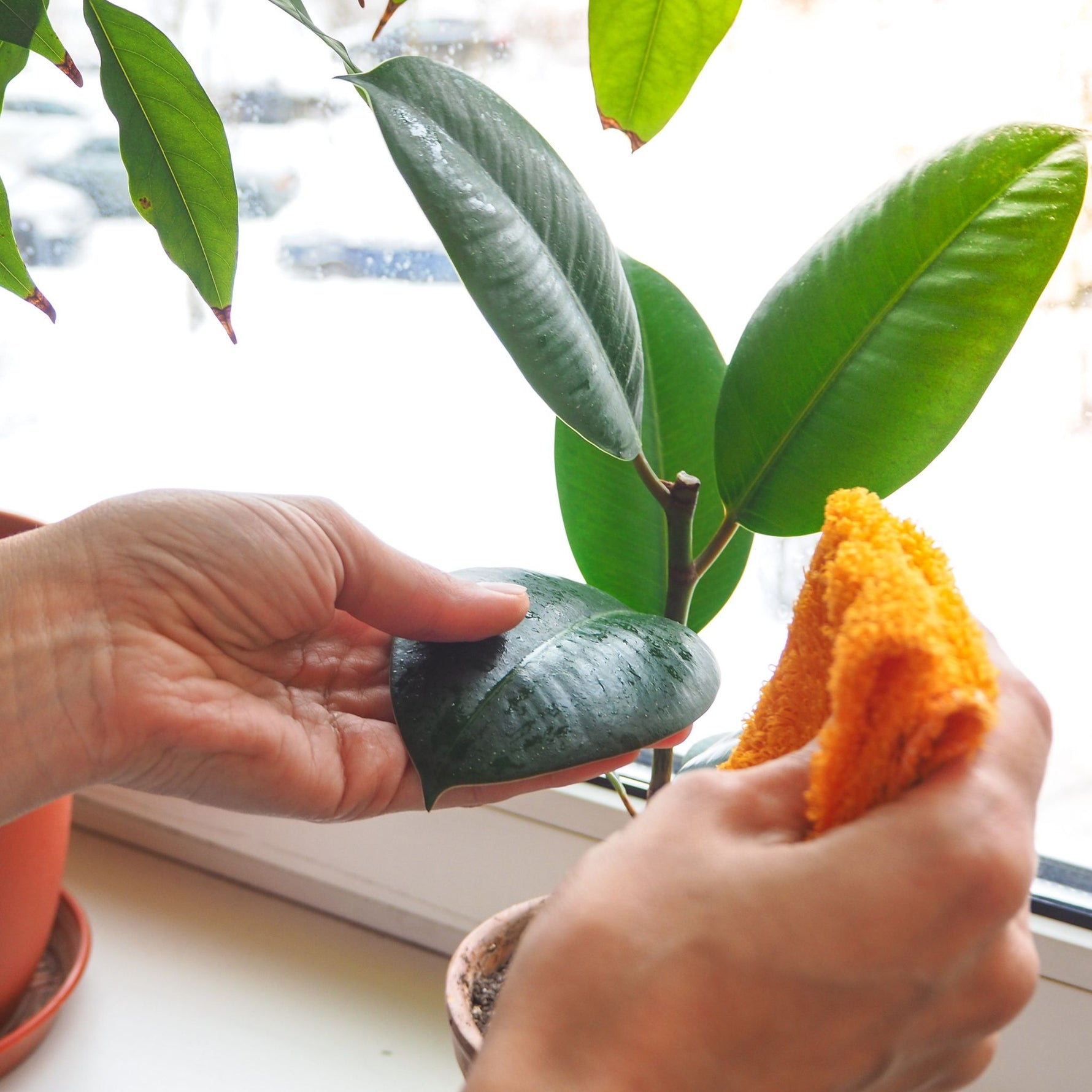 Ręczne czyszczenie liści rośliny miękką ściereczką – pielęgnacja domowych roślin doniczkowych, zestaw do pielęgnacji roślin.