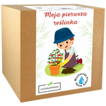 Zestaw do uprawy pomidorków koktajlowych Vilma dla dzieci „Moja pierwsza roślinka”.