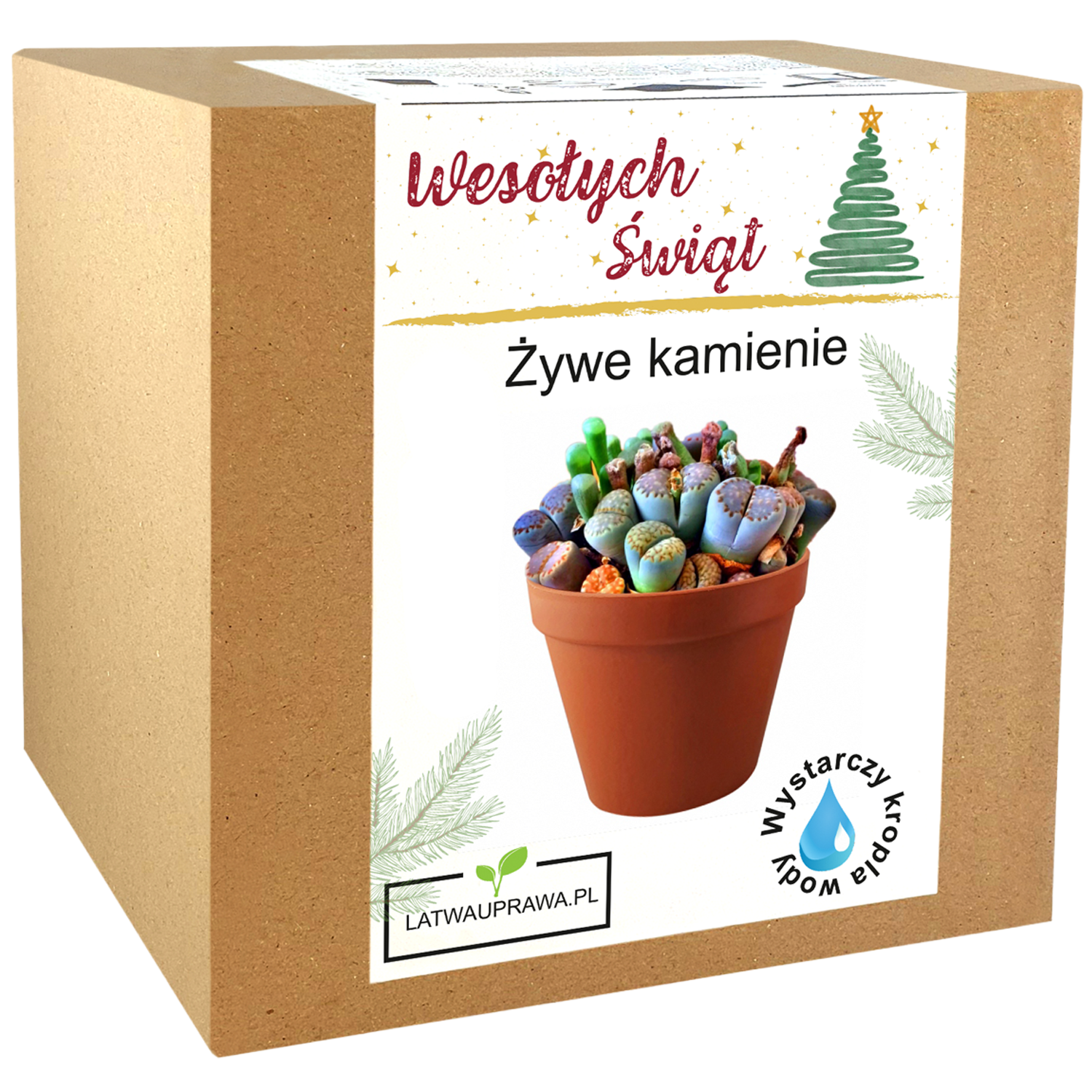 Żywe Kamienie - Święta