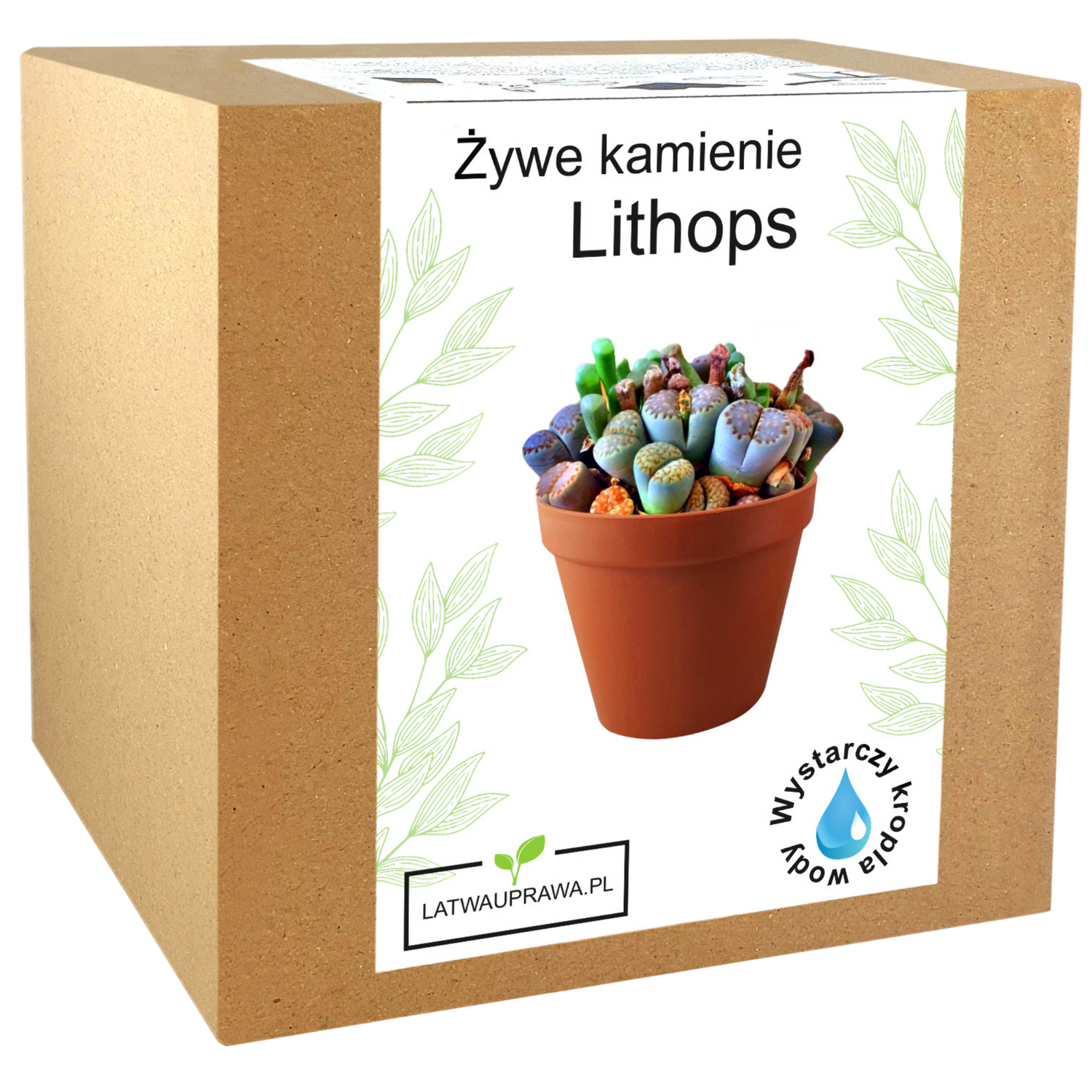 Zestaw do uprawy żywych kamieni Lithops w pudełku, idealny prezent dla miłośników sukulentów i oryginalnych roślin doniczkowych