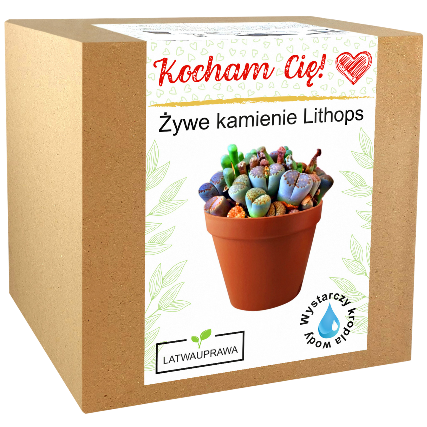 Pudełko z zestawem do uprawy żywych kamieni Lithops – oryginalny prezent z napisem „Kocham Cię”.