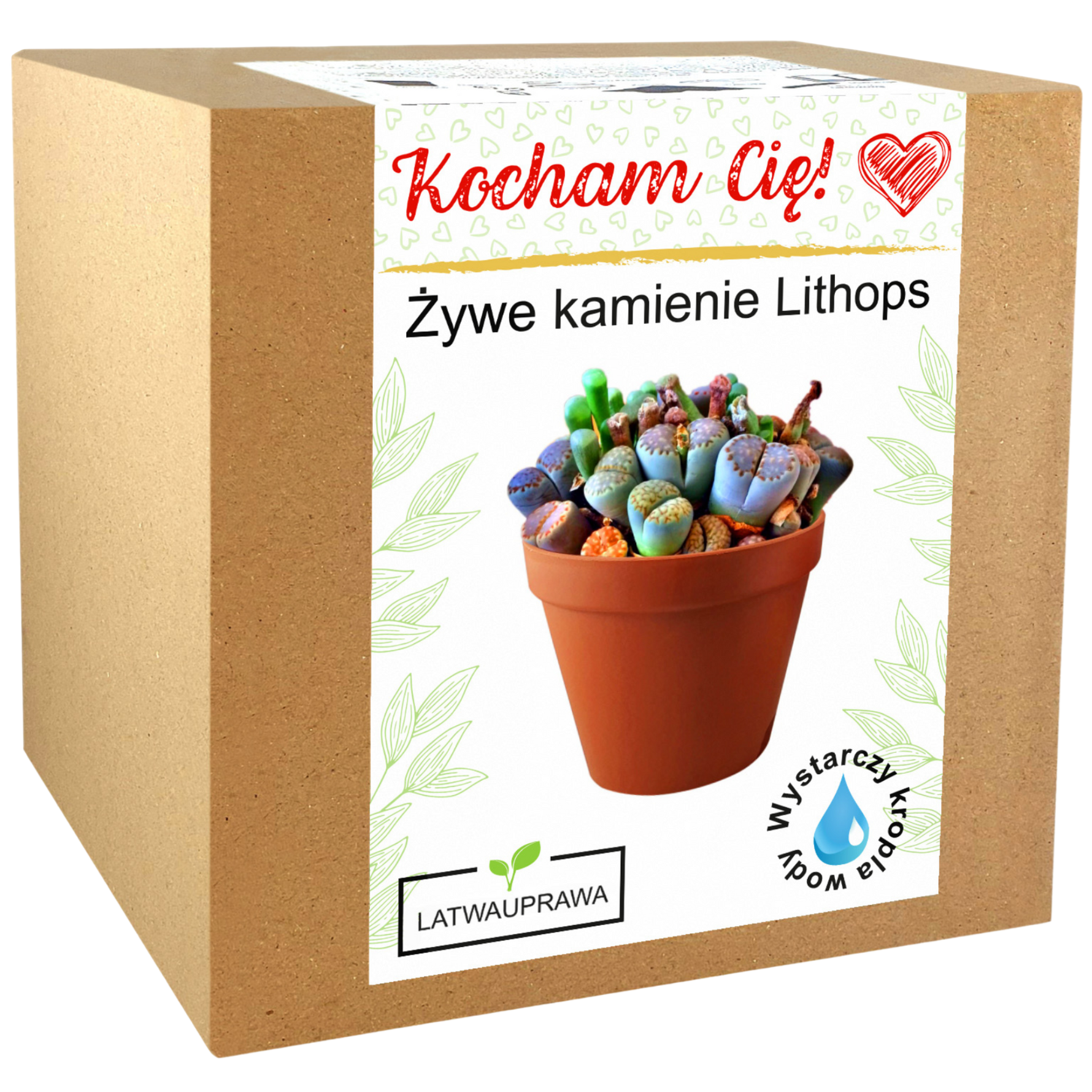 Pudełko z zestawem do uprawy żywych kamieni Lithops – oryginalny prezent z napisem „Kocham Cię”.
