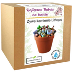 Zestaw do uprawy żywych kamieni Lithops – oryginalny prezent dla najlepszej babci.