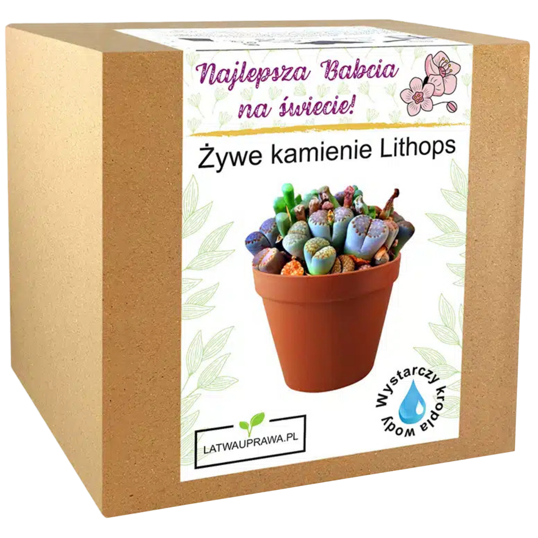 Zestaw do uprawy żywych kamieni Lithops – oryginalny prezent dla najlepszej babci.