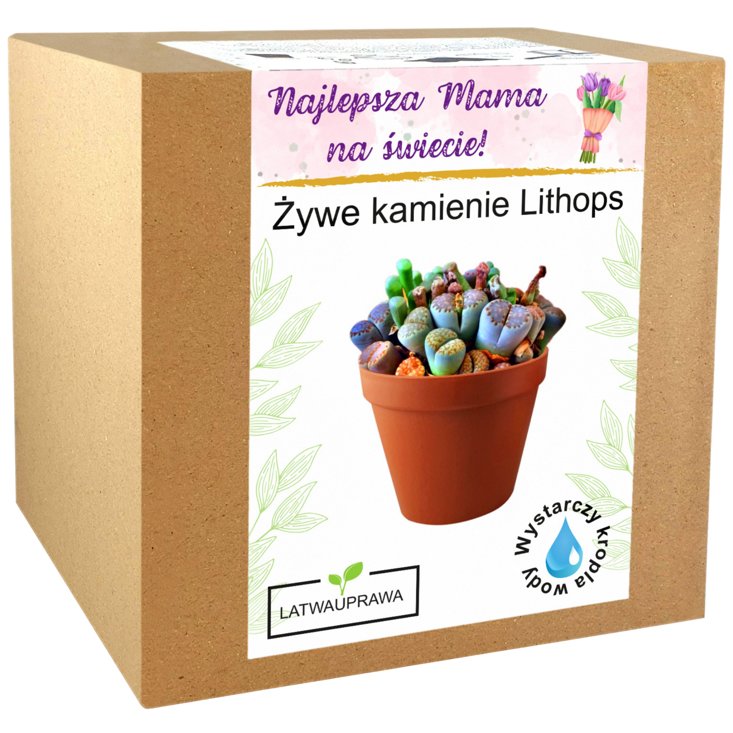 Zestaw do uprawy żywych kamieni Lithops – oryginalny prezent dla najlepszej mamy.